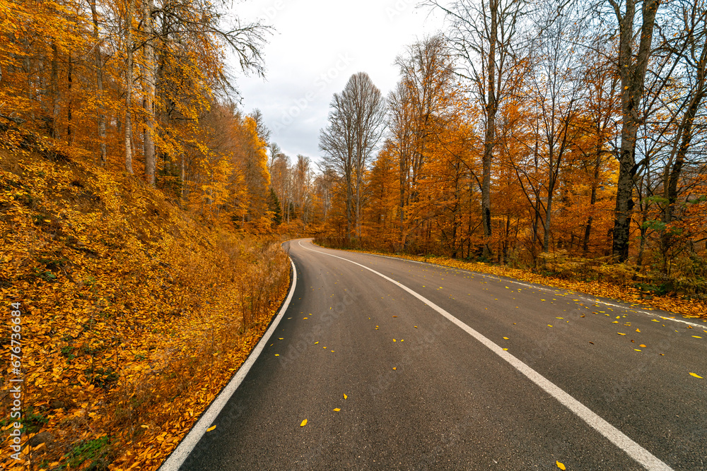 Asphalt road surrounded by yellowed trees in Yedigoller National Park. Leaves fallen on the road. Bolu, Turkey. Asphalt road surrounded by yellowed trees in Yedigoller National Park. Leaves fallen on the road. Bolu, Turkey.