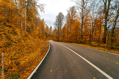 Asphalt road surrounded by yellowed trees in Yedigoller National Park. Leaves fallen on the road. Bolu, Turkey.