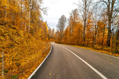 Asphalt road surrounded by yellowed trees in Yedigoller National Park. Leaves fallen on the road. Bolu  Turkey.