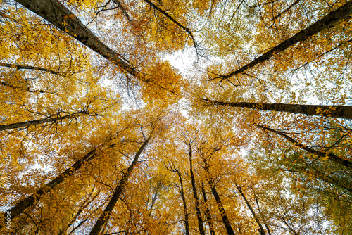 View of autumn trees from the ground. Magnificent view of the yellow forest seen from below.