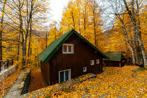 In autumn, the house has a garden covered with yellow leaves. A wooden house in the forest covered with orange and yellow trees.