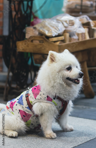 Cute Small Dog in the Bright Clothes on the Market