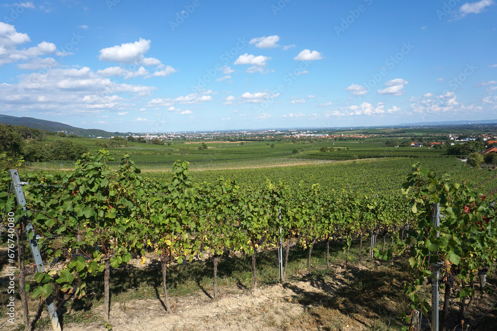 View from the vineyards to Gumpoldskirchen    