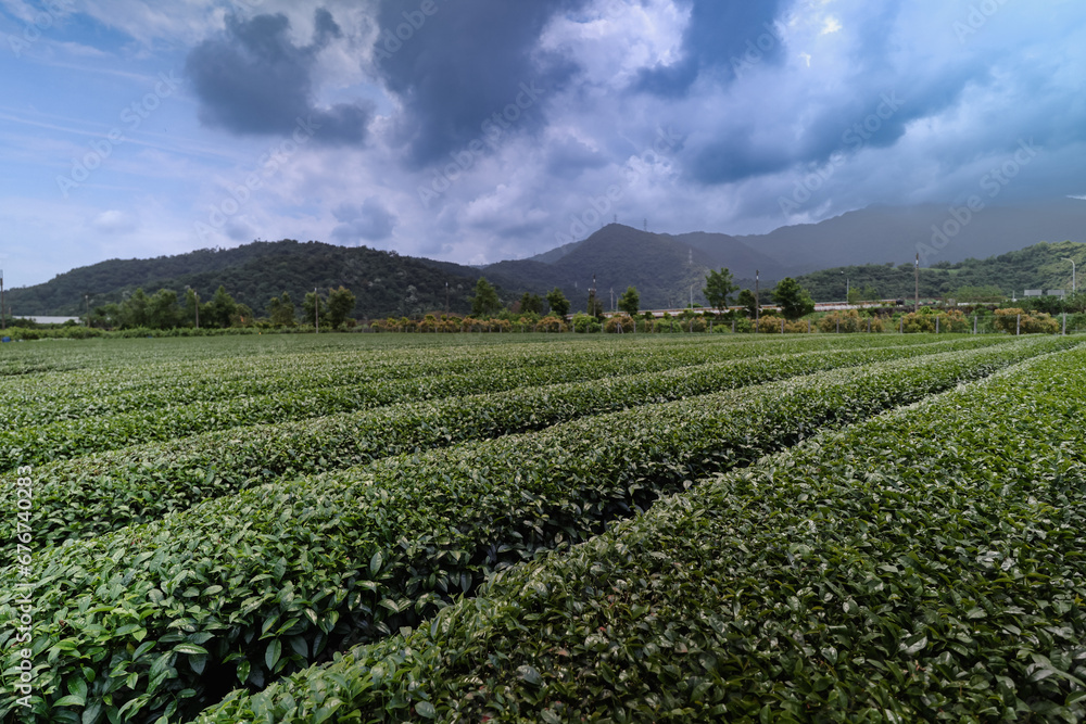 High Mountain Tea Plantations in Taiwan High Mountain Tea Plantations in Taiwan