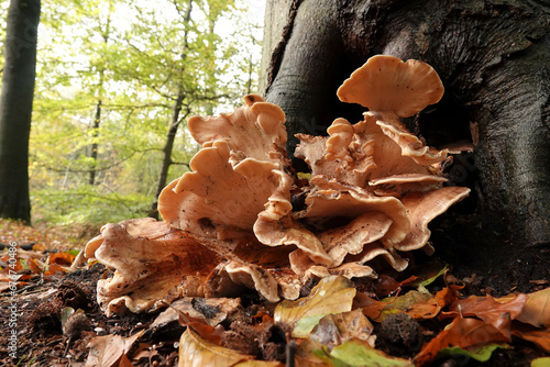Closeup on the Giant Polypore fungus, Meripilus giganteus in the forest photo