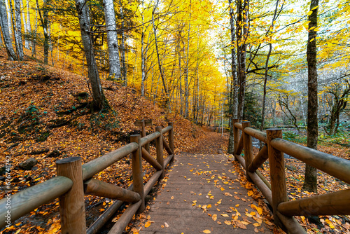 A path leading to trees with yellowed leaves on the wooden road.