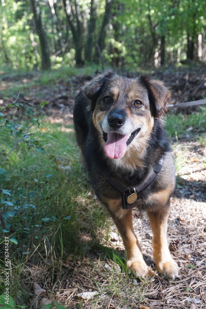 Happy dog on a leash in the forest Happy dog on a leash in the forest