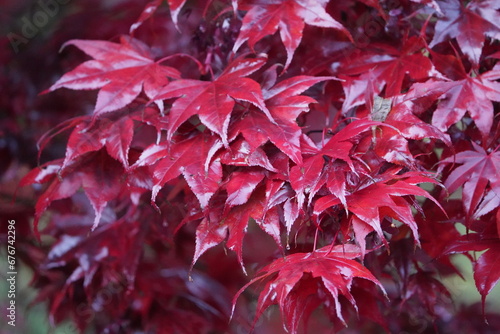  The Japanese maple (Acer palmatum) ,Bloodgood, is a species of plant from the maple genus (Acer) in the soap tree family (Sapindaceae). 