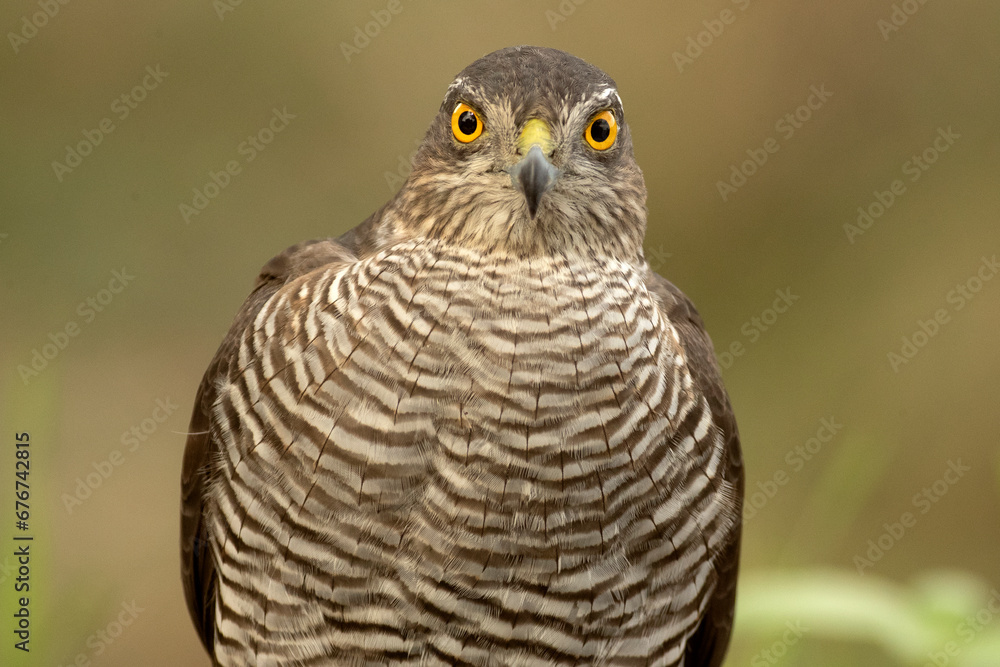 Closeup of adult female Eurasian sparrowhawk at a water point in the first morning lights in a Mediterranean forest in autumn Closeup of adult female Eurasian sparrowhawk at a water point in the first morning lights in a Mediterranean forest in autumn