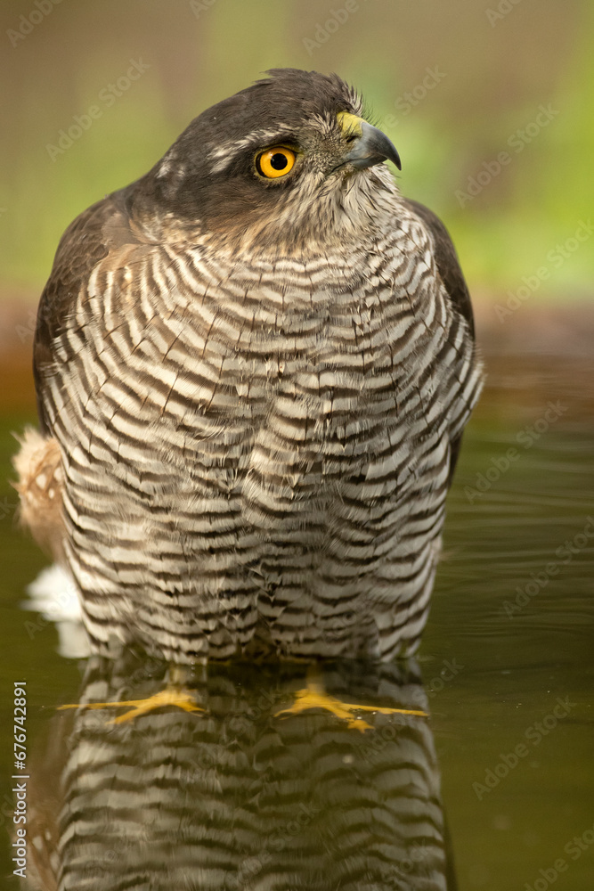 Adult female Eurasian sparrowhawk at first light in a Mediterranean forest drinking and bathing at a water point in autumn Adult female Eurasian sparrowhawk at first light in a Mediterranean forest drinking and bathing at a water point in autumn