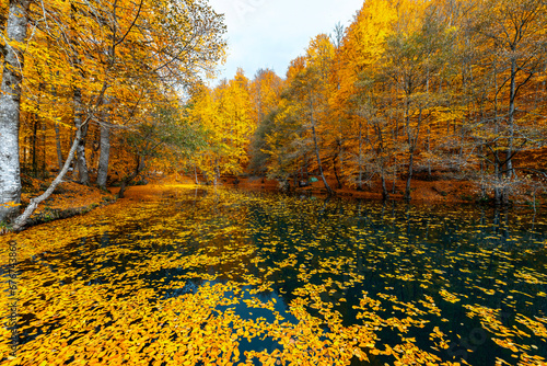 Yellow and orange leaves falling into the clear water of a lake in Yedigoller  Bolu. Autumn leaves falling from the branches of the trees into the lake.Turkey