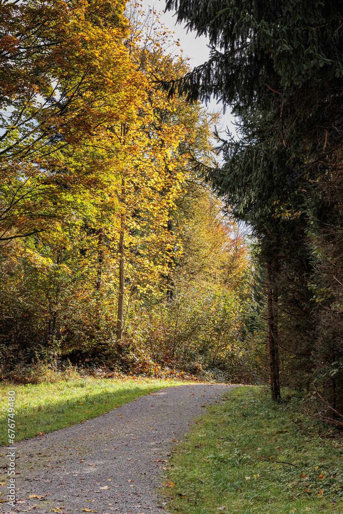 Relaxing walk in the autumnal forest in november Relaxing walk in the autumnal forest in november