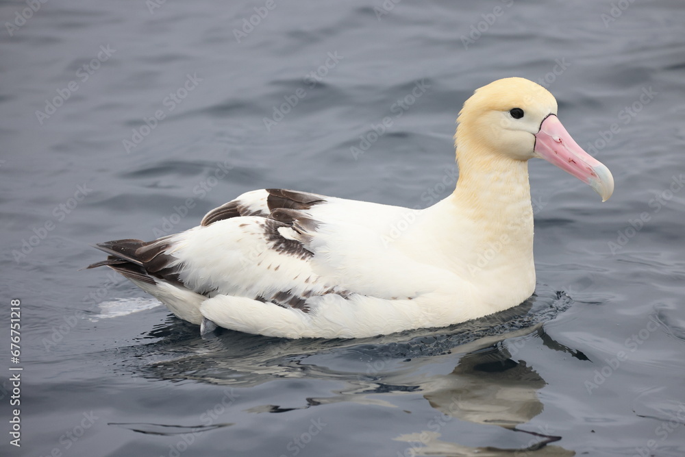 Short-tailed albatross (Diomedea albatrus) in Japan Short-tailed albatross (Diomedea albatrus) in Japan