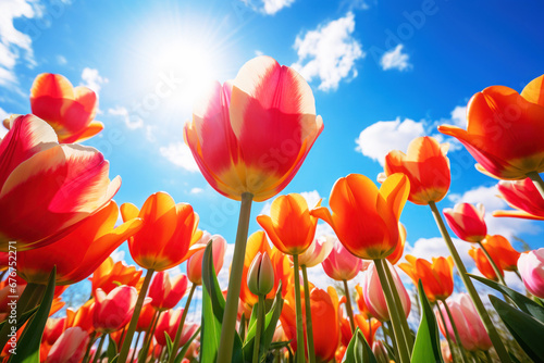 Field of colorful tulips flowers