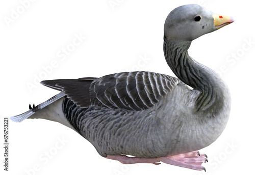 Canvastavla Illustration of a sitting gray goose farm animal bird 3d