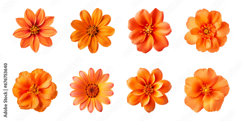 Fototapeta premium Collection of various orange flowers isolated on a transparent background