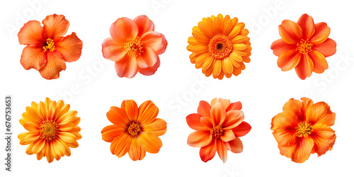 Collection of various orange flowers isolated on a transparent background