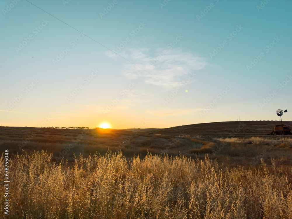Sunset over wheat field in Australia