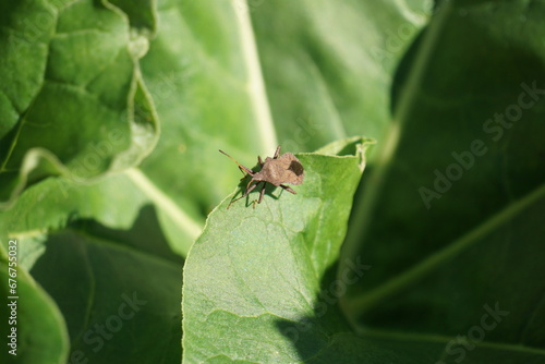 Dock Bug (Coreus marginatus) sitting on salad leaf © Doris