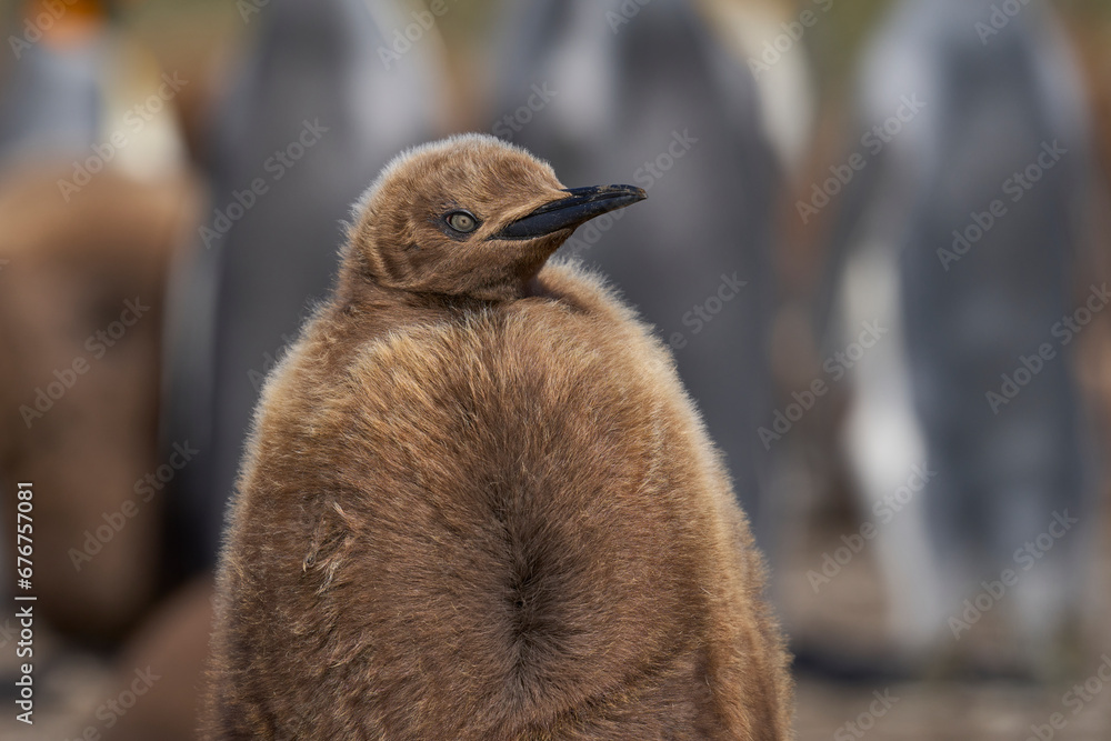 Obraz premium Young King Penguin (Aptenodytes patagonicus) covered in brown fluffy down at Volunteer Point in the Falkland Islands.
