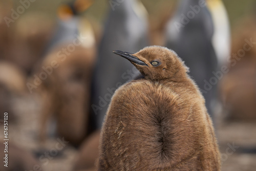 Foto Young King Penguin (Aptenodytes patagonicus) covered in brown fluffy down at Volunteer Point in the Falkland Islands