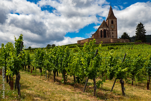 Hunawihr, France - Grape vines growing at Alsace vineyard during the summer