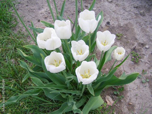 tulip white flower scient. name Tulipa gesneriana