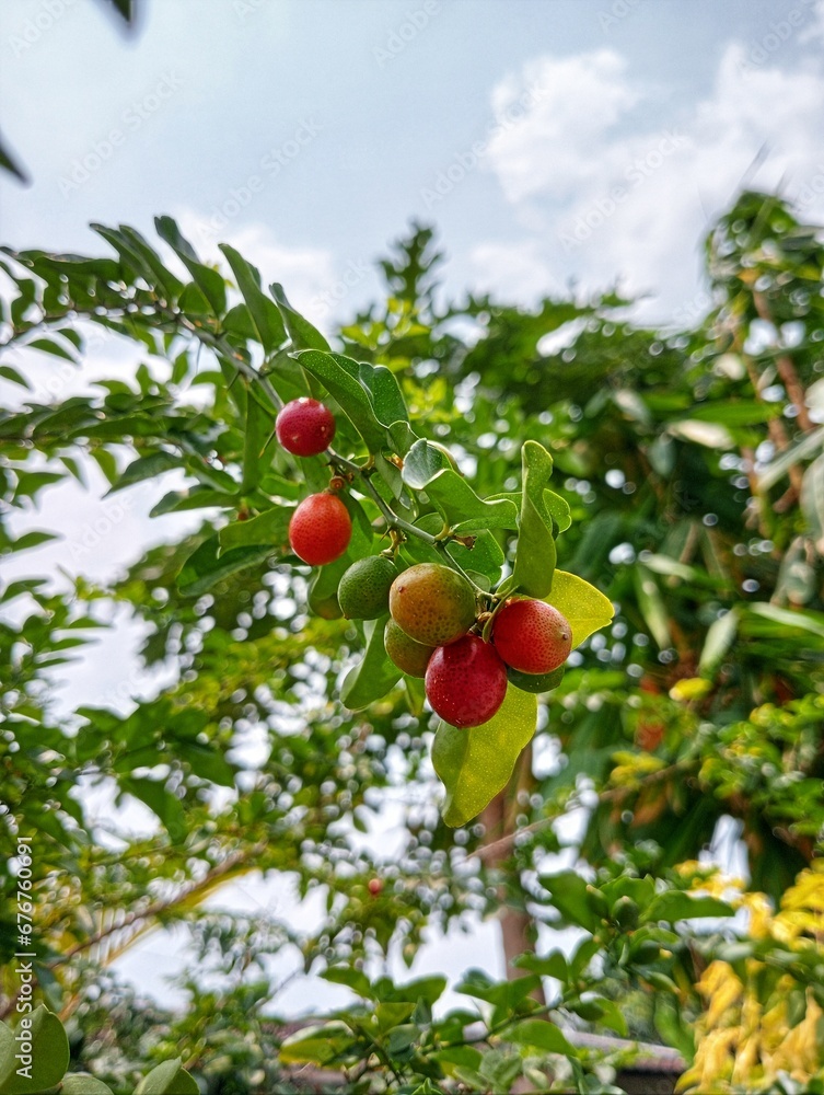 Murraya Paniculata fruit in close up