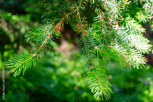 Close up of fresh pine needles growing on a pine tree