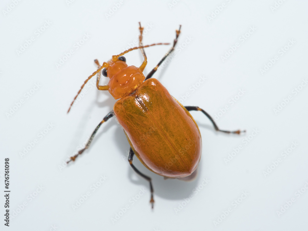 ウリハムシ ウリハムシ