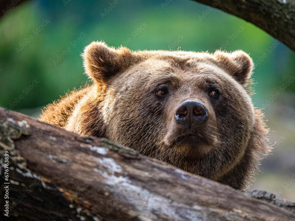 Fototapeta premium Braunbär