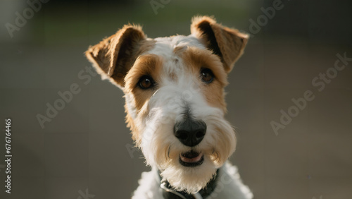 jack russell terrier