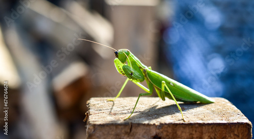 Praying mantis isolated on wood, blurred background