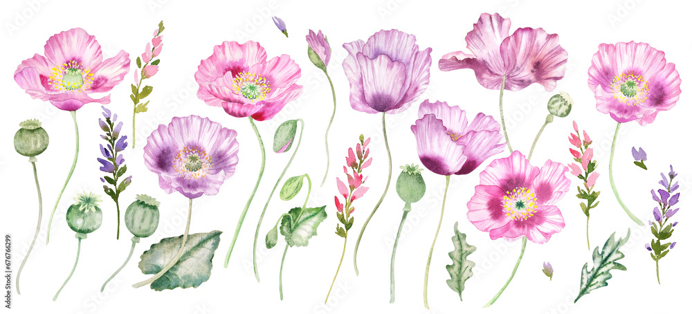 Watercolor set of pink poppy flowers illustrations Watercolor set of pink poppy flowers illustrations