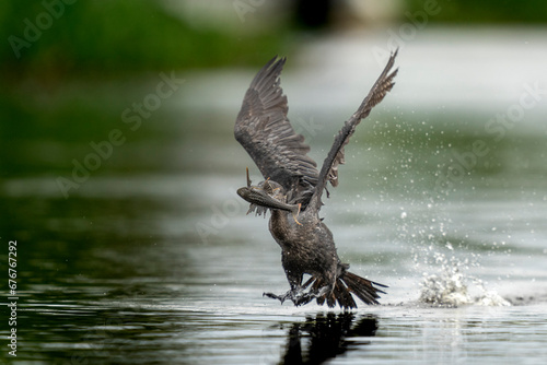 neotropic cormorant fishing in river in tropical Pantanal photo