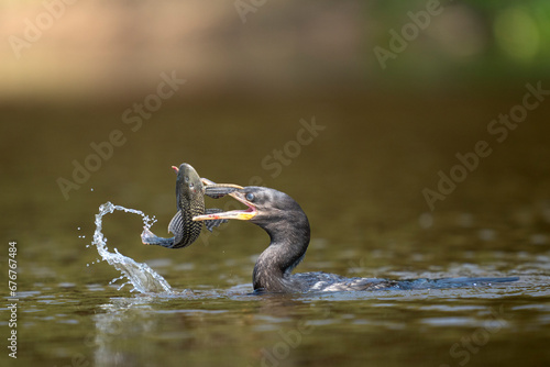 neotropic cormorant fishing in river in tropical Pantanal © Ondrej