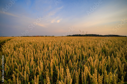 wheat field at sunset © Lorant