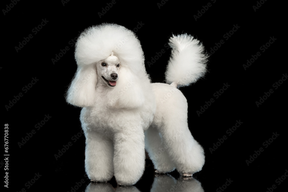 White poodle on a black background
