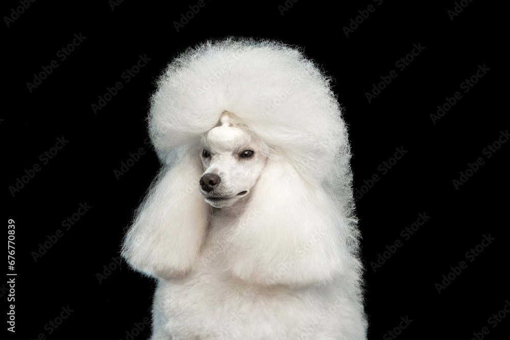 White poodle on a black background