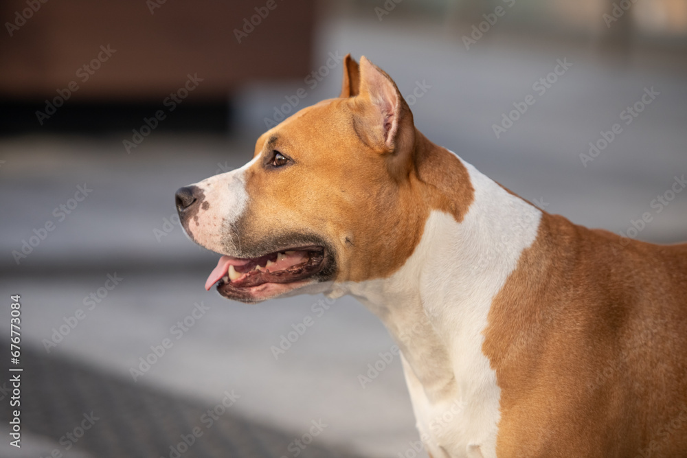 American Staffordshire Terrier on a walk