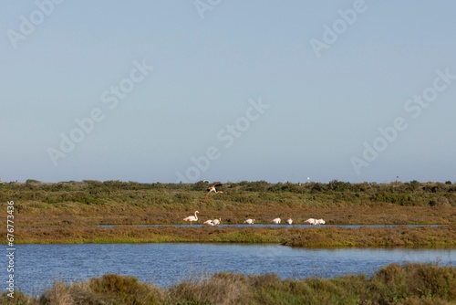Group of flamingos leisurely wading through a river surrounded by lush vegetation. photo