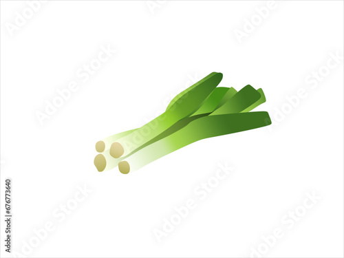 leek vegetable vector