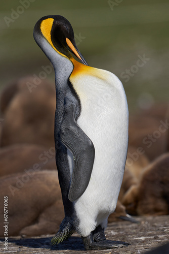 Adult King Penguin (Aptenodytes patagonicus) preening at Volunteer Point in the Falkland Islands.