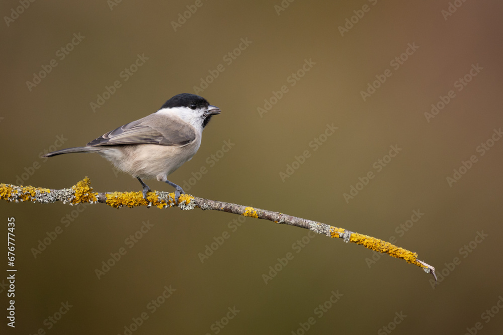 Obraz premium Bird - Marsh tit Poecile palustris perched on branch, winter time Poland Europe