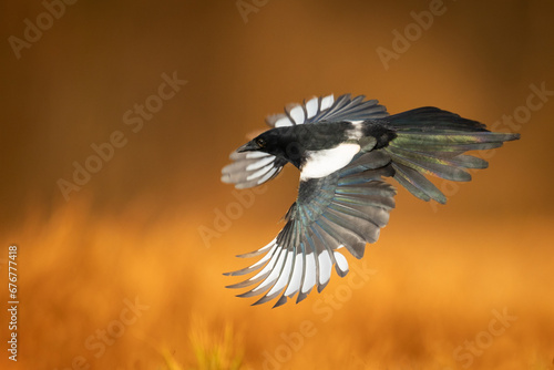 Flying Eurasian Magpie or Common Magpie or Pica pica with colorful background, autumn time 