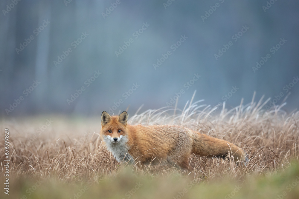 Obraz premium Fox Vulpes vulpes in natural scenery, Poland Europe, animal walking among meadow