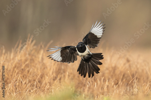 Flying Eurasian Magpie or Common Magpie or Pica pica with colorful background, autumn time  © Marcin Perkowski