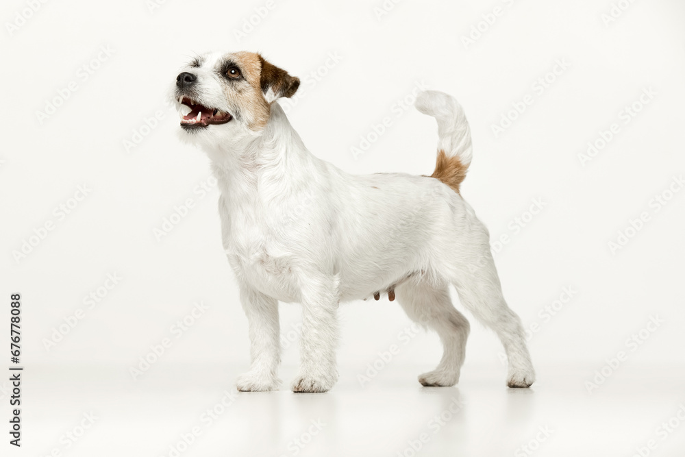 Jack Russell Terrier on a white background Jack Russell Terrier on a white background
