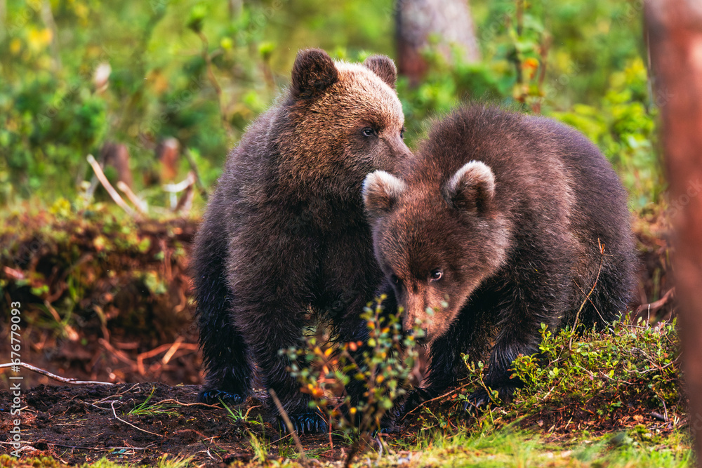 Naklejka premium brown bear cub