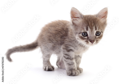 Kitten on white background.